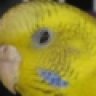 The Parakeet
