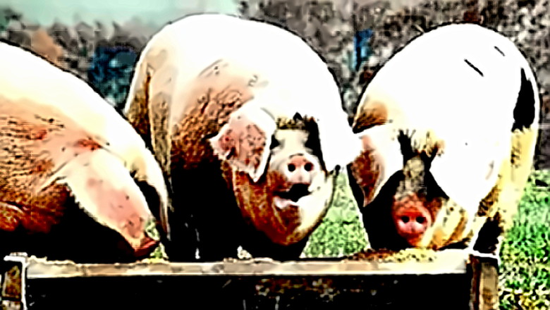 pigs_trough.jpg