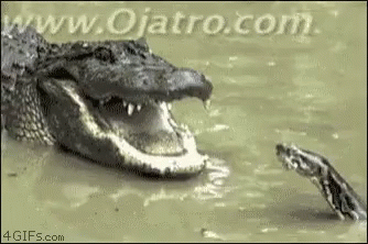 tenor.gif