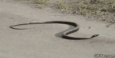 bRyYHO4.gif