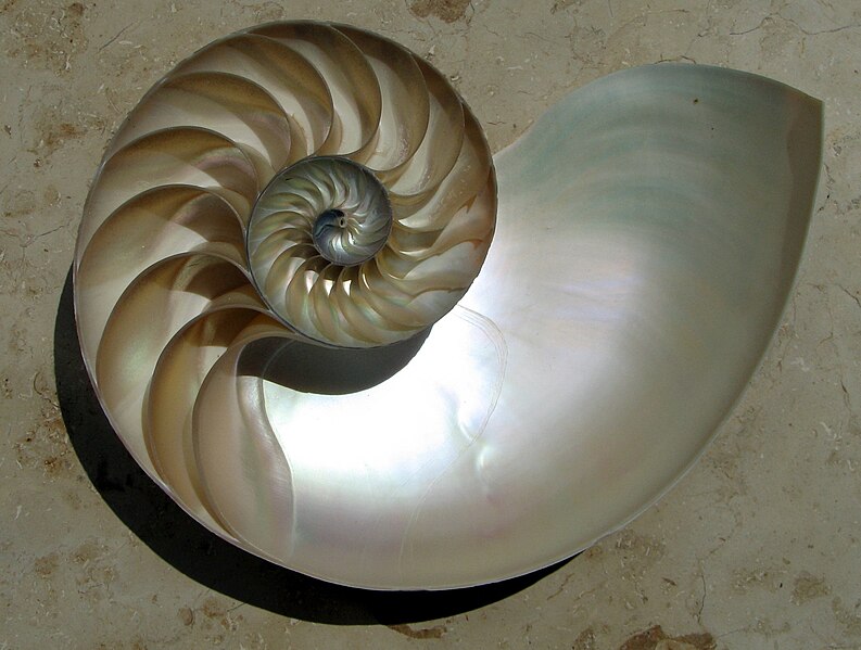 793px-NautilusCutawayLogarithmicSpiral.jpg